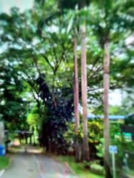 Compassvale Street (Sengkang),  #538267721